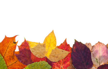 one side frame from motley autumn leaves isolated on white background
