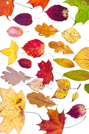 many deciduous autumn leaves isolated on white backgroundの写真素材