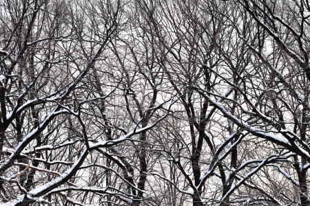 dark oak branches under snow in winter forestの写真素材
