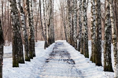 snow covered alley in birch forest in spring dayの写真素材