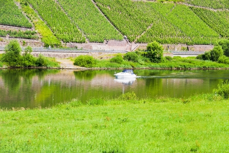Moselle river and vineyard on slope of green mountainの写真素材