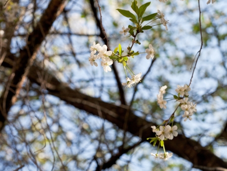cherry blossoms in old orchard in springの写真素材