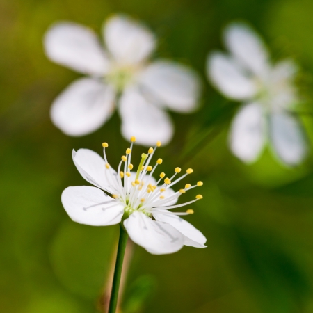 macro view of cherry tree blossomの写真素材