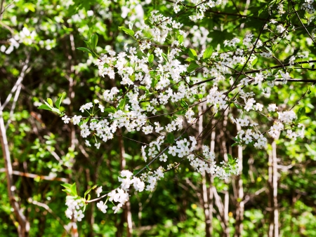 cherry blossom tree in spring orchardの写真素材