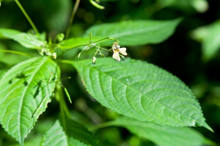 impatiens plant in summer forest close upの写真素材