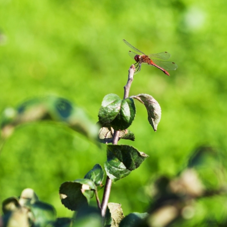 red dragonfly on apple tree branch in summer dayの写真素材