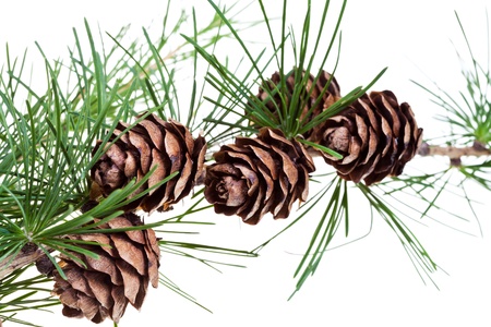 green branch of larch with cones on isolated on white background close upの写真素材
