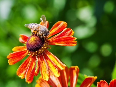 macro shot of honey bee sips nectar from gaillardia flower close upの写真素材