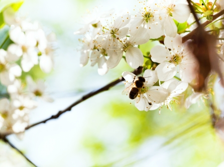 honey bee feeds nectar from spring white blossoming treeの写真素材