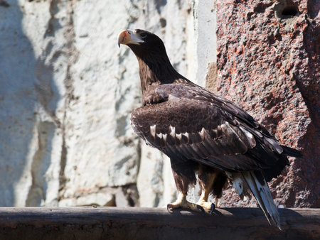 sitting White-tailed Eagle (Haliaeetus albicilla) outdoors