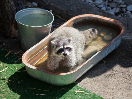 common raccoon in trough of water outdoorsの写真素材