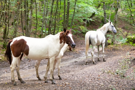 horse family on forest road in caucasus mountainsの写真素材