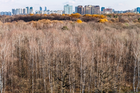 fall forest with naked trees and street with urban houses on horizonの写真素材