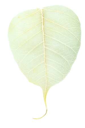 yellow veins on green dried fallen leaf isolated on white の写真素材