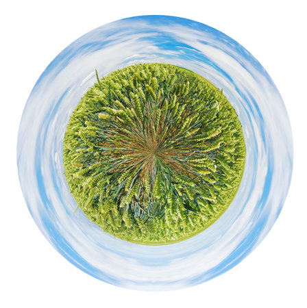 little planet - spherical view of rural field of green rye in France isolated on white background