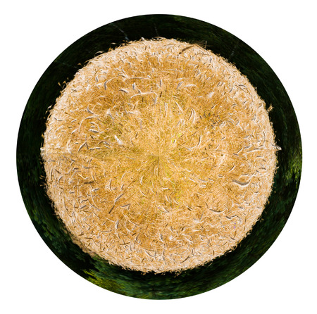 little planet - spherical view of gold ripe rye spikelets in country field in Poland isolated on white backgroundの写真素材