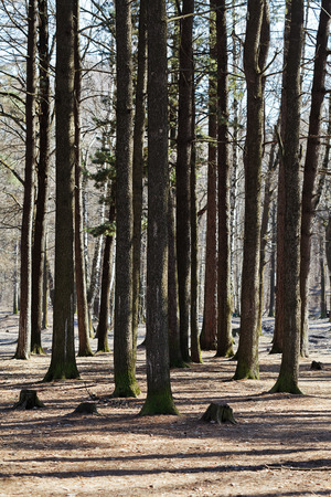 bare pine trunks in spring forest in sunny dayの写真素材