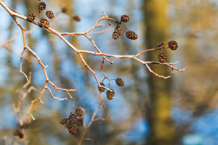 dried mature female catkins on alder tree twig close up in spring forestの写真素材