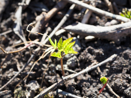 young tree sprout in black earth close up in springの写真素材