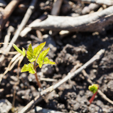 green sprout in wet soil close up in springの写真素材