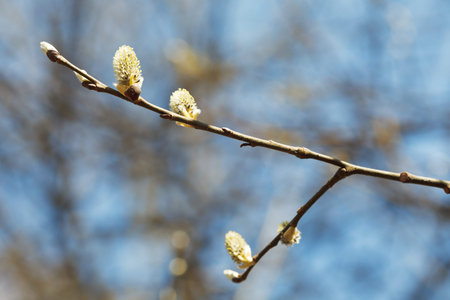 blossoming branch of pussy willow tree with catkins in spring forest