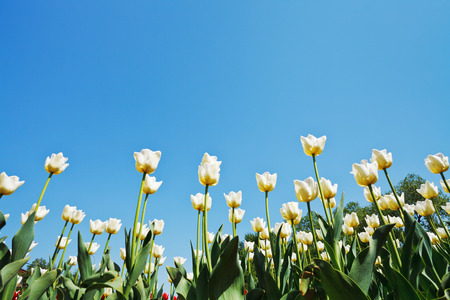 bottom view of white ornamental tulips on flower field on blue sky backgroundの写真素材