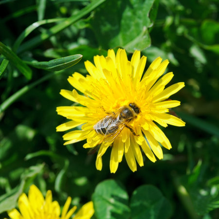 bee collecting nectar from yellow dandelion flower close up on summer meadowの写真素材