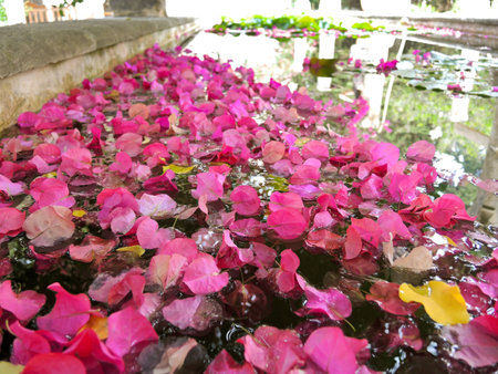 many pink flower petals floating in water close upの写真素材