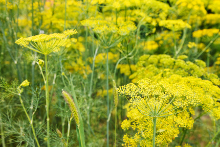 yellow blooming dill herbs in garden in summer dayの写真素材