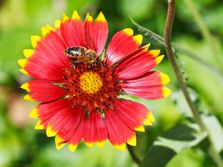 bee gathering blossom pollen from gaillardia flower in summer dayの写真素材