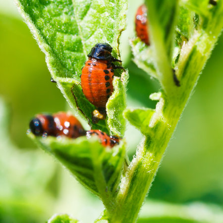 potato bug larva eating potatoes leaves in garden