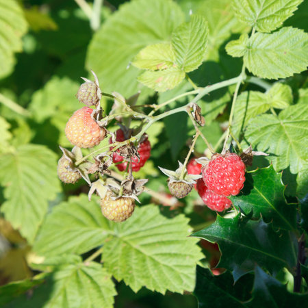 red raspberry on green bush in garden in summer