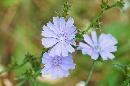 blue flowers of common chicory close up in summerの写真素材