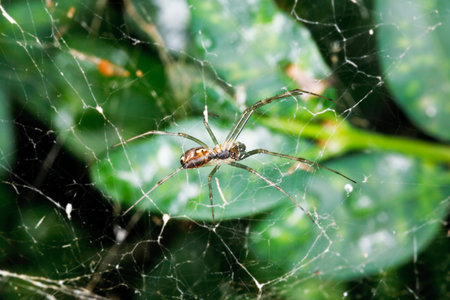 spider on cobweb between buxus leaves after rain