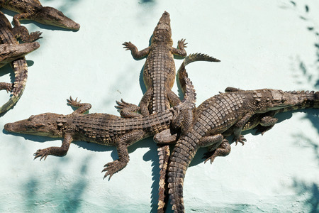 few young crocodiles on Crocodile Farm outdoorsの写真素材