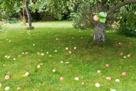 ripe apples lie on green lawn under apple tree in summerの写真素材