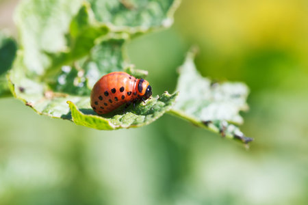 caterpillar of colorado potato beetle eats potato leaf in garden close up