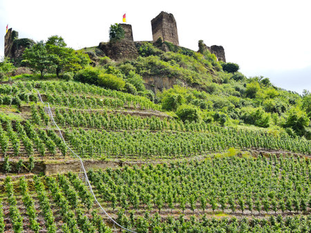 vineyards under Metternich Castle in Moselle region, Germanyのeditorial素材