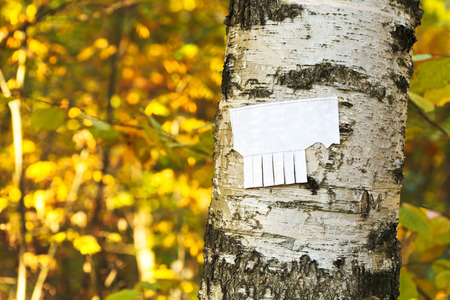 tear-off paper notice on birch trunk in autumn urban parkの写真素材