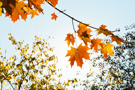 sunshine and twig with yellow and orange maple leaves in autumn morningの写真素材