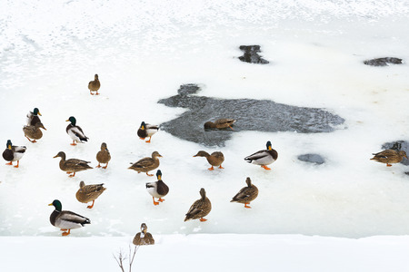 flock of ducks near ice hole in frozen river in cold winter dayの写真素材