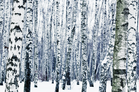 natural background from frozen birchwood in winterの写真素材