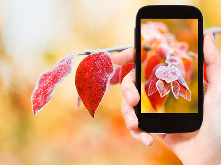 travel concept - tourist taking photo of red frozen leaves in autumn forest on mobile gadgetの写真素材