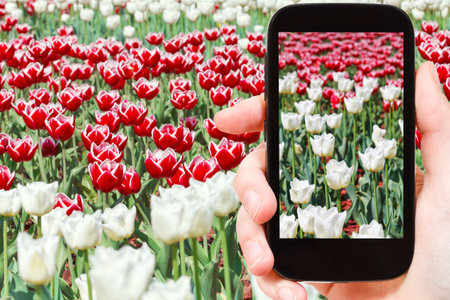 photographing flower concept - tourist takes picture of many red and white decorative tulips on...