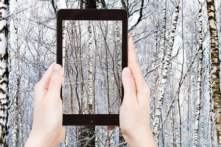 travel concept - tourist takes picture of oak and birch trunks in winter forest on smartphone,の写真素材