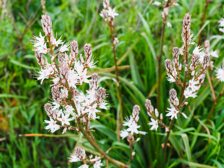 white asphodel flowers close up in spring, Sicily, Italyの写真素材