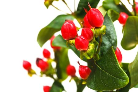 red fruits of hypericum plant close up with white copyspaceの写真素材