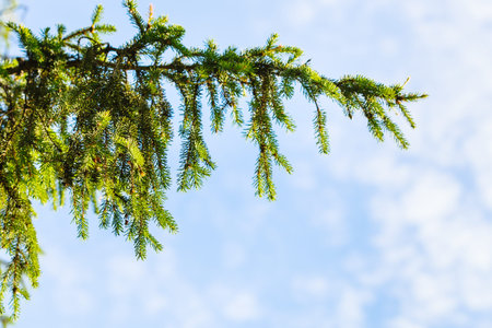 natural background with green spruce branch and blue sky in sunny summer day