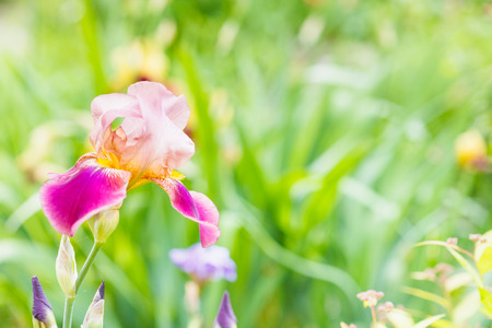 natural background with iris flowers on meadow in summerの写真素材