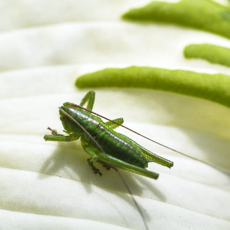 grasshopper on white leaf of Funkia plant close up